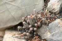 pa_1521_mammillaria_pottsii_var._multicaulis.jpg