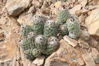 pa_1522_coryphantha_durangensis.jpg