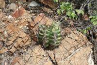 pa_1523_thelocactus_bicolor.jpg