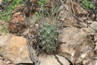 pa_1524_glandulicactus_uncinatus_var._wrightii.jpg