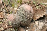 pa_1525_mammillaria_sp..jpg