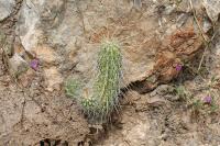pa_1526_echinocereus_stramineus.jpg