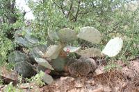 pa_1527_opuntia_sp..jpg