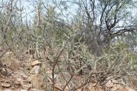 pa_1528_cylindropuntia_kleiniae.jpg