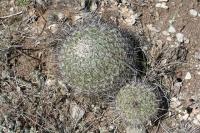 pa_152_thelocactus_conothelos_var._aurantiacus.jpg