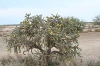 pa_1530_cylindropuntia_imbricata.jpg