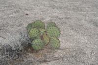 pa_1531_opuntia_sp..jpg