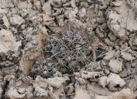 pa_1532_coryphantha_macromeris.jpg