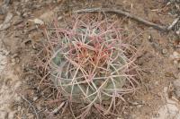pa_1535_thelocactus_lloydii.jpg