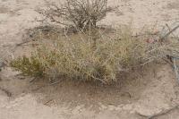 pa_1536_cylindropuntia_leptocaulis.jpg