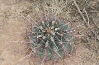 pa_1537_hamatocactus_hamatacanthus.jpg