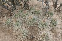 pa_1538_echinocereus_enneacanthus.jpg