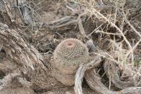pa_1539_mammillaria_sp..jpg