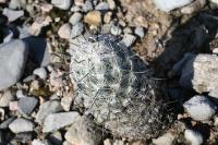 pa_153_neolloydia_conoidea.jpg