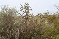 pa_1540_cylindropuntia_imbricata.jpg