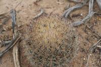 pa_1541_echinomastus_durangensis.jpg