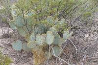 pa_1542_opuntia_sp..jpg