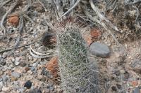 pa_1544_neolloydia_conoidea.jpg