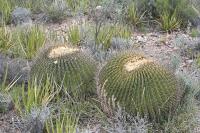 pa_1545_echinocactus_platyacanthus.jpg