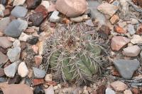 pa_1546_echinocactus_horizonthalonius.jpg