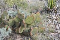 pa_1547_opuntia_microdasys.jpg