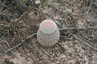 pa_1548_echinocereus_pectinatus.jpg