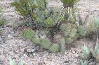 pa_1549_opuntia_sp..jpg
