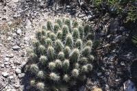 pa_154_echinocereus_parkeri.jpg