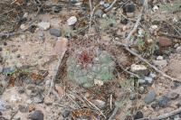 pa_1550_thelocactus_hexaedrophorus.jpg
