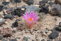 pa_1551_ariocarpus_kotschoubeyanus.jpg