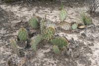 pa_1552_opuntia_sp..jpg