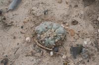 pa_1553_lophophora_williamsii.jpg