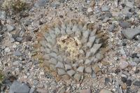 pa_1554_ariocarpus_retusus.jpg