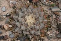 pa_1555_ariocarpus_x_pectinatus.jpg