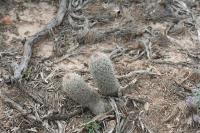 pa_1556_mammillaria_pottsii.jpg
