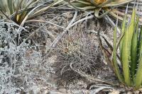 pa_1557_glandulicactus_uncinatus_var._wrightii.jpg