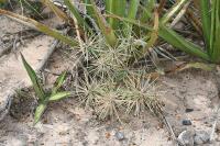 pa_1559_cylindropuntia_sp..jpg