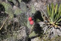 pa_155_opuntia_stenopetala.jpg