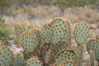 pa_1560_opuntia_sp..jpg