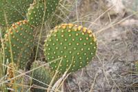 pa_1561_opuntia_microdasys.jpg