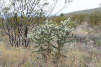 pa_1562_cylindropuntia_imbricata.jpg