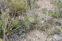 pa_1563_opuntia_stenopetala.jpg