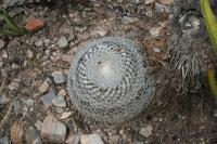 pa_1565_mammillaria_microthele.jpg