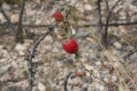 pa_1566_cylindropuntia_kleiniae.jpg