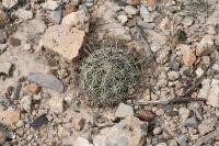 pa_1568_coryphantha_palmeri.jpg