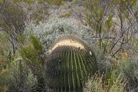 pa_1569_echinocactus_platyacanthus.jpg