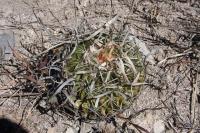 pa_156_echinofossulocactus_erectocentrus.jpg