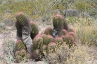 pa_1570_ferocactus_steinesii.jpg