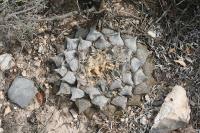 pa_1572_ariocarpus_retusus.jpg
