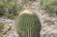 pa_1574_echinocactus_platyacanthus.jpg